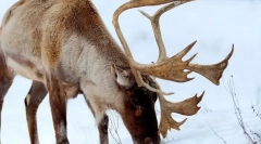 Reindeer